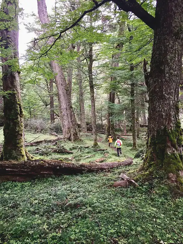 bosque-glaciarMosco-byJaviPerez