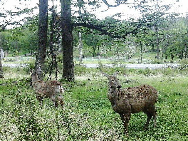 Huemul